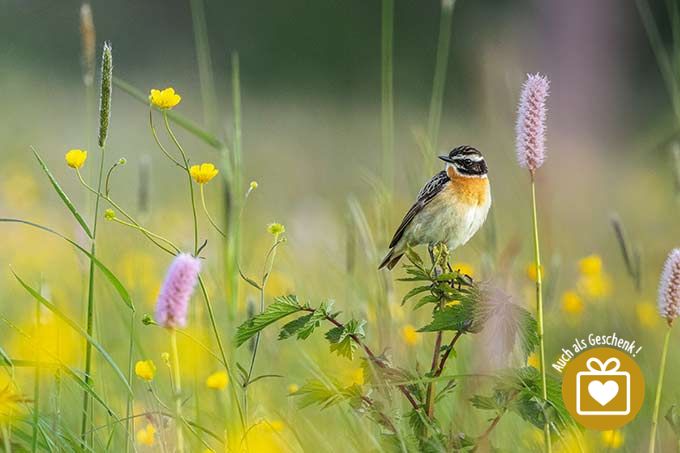 Slider-Bild