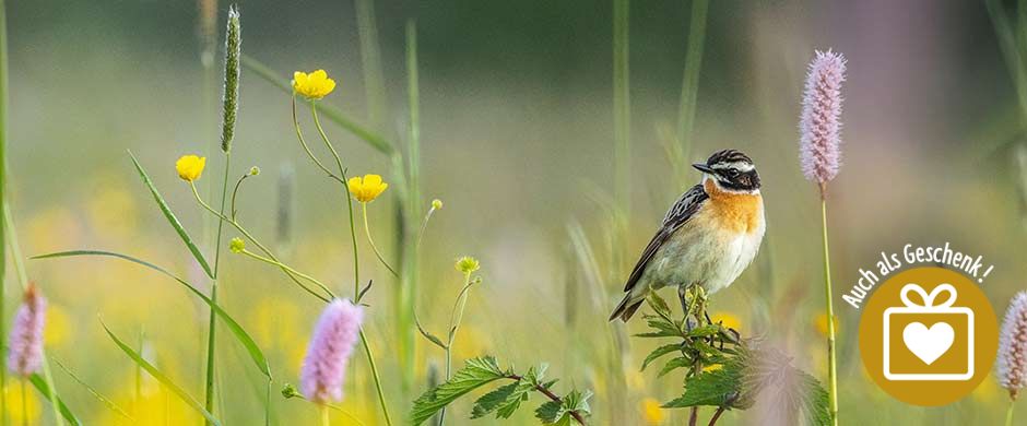 Slider-Bild