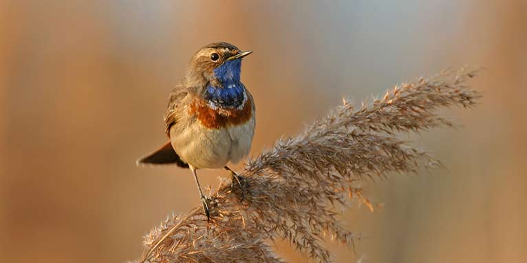 Blaukehlchen - Foto: Mathias Schäf
