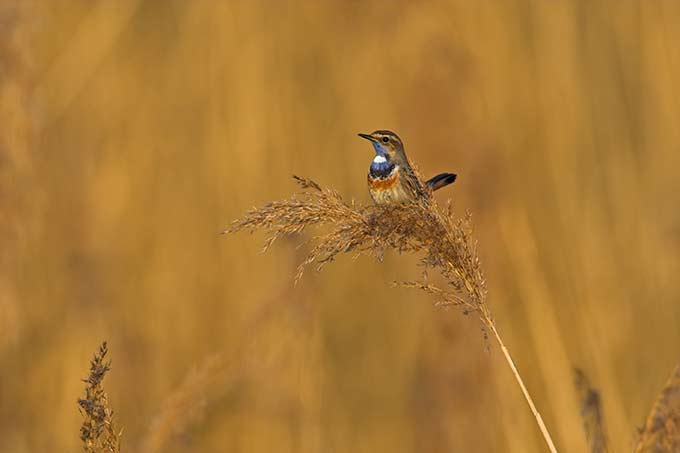 Slider-Bild