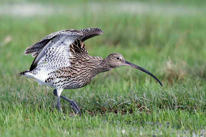 Zu wenig Lebensraum, zu viele Fressfeinde: Der Große Brachvogel könnte in Deutschland bald ausgestorben sein. Diese Bedrohung teilt er in Europa mit vielen Arten - Foto: Hartmut Mletzko