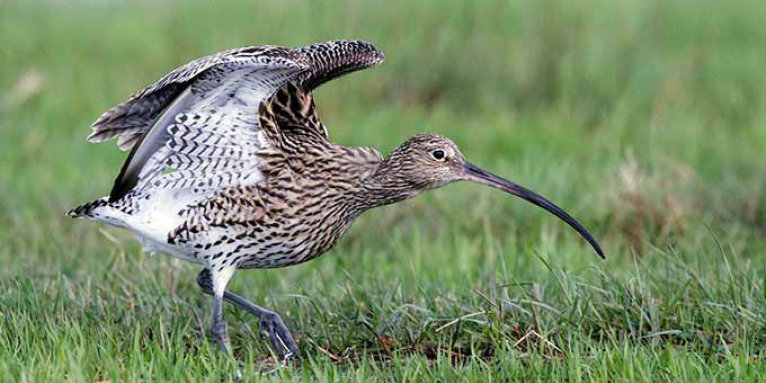 Zu wenig Lebensraum, zu viele Fressfeinde: Der Große Brachvogel könnte in Deutschland bald ausgestorben sein. Diese Bedrohung teilt er in Europa mit vielen Arten - Foto: Hartmut Mletzko