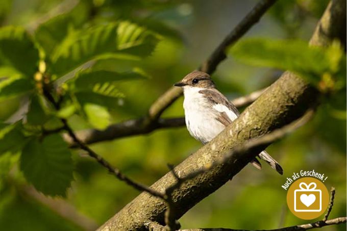 Slider-Bild