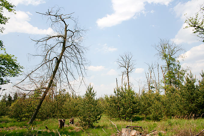Kiefernaufwuchs unter geschädigten Eichen - Foto: Helge May