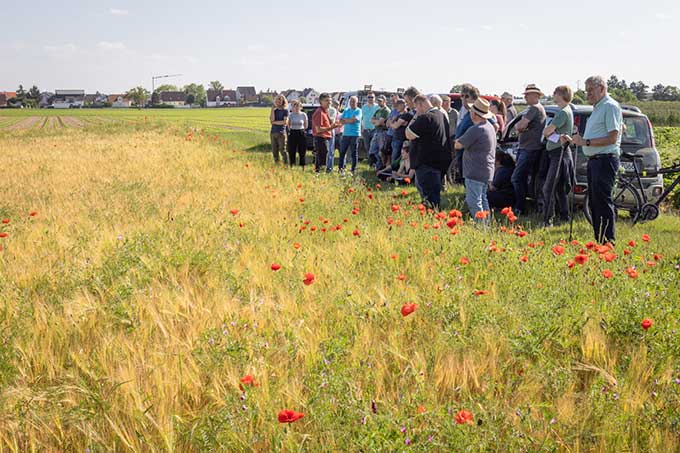 Beim Feldtag besuchen Landwirt*innen aus der KOMBI-Modellregion in Baden-Württemberg Flächen, auf denen überbetrieblich Maßnahmen für den Agrarnaturschutz umgesetzt werden. - Foto: Sebastian Schröder-Esch