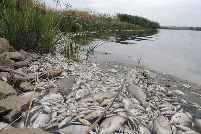 Die Ursache der Umweltkatastrophe ist noch unklar, die verheerenden Folgen für Tier und Mensch in und an der Donau umso sichtbarer – Foto: Roland Schulz
