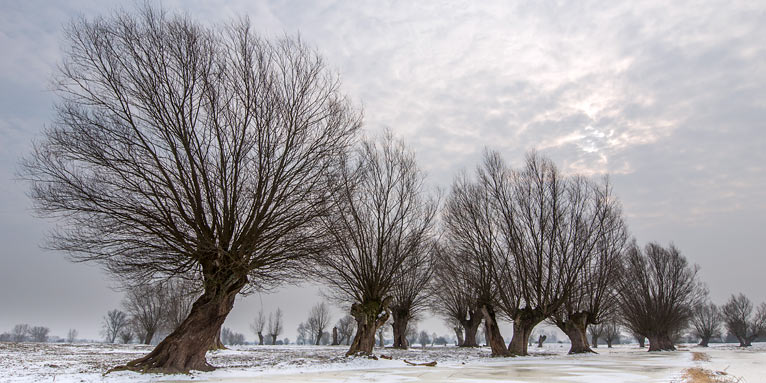 Kopfweiden an der winterlichen Unteren Havel - Foto: NABU/Klemens Karkow
