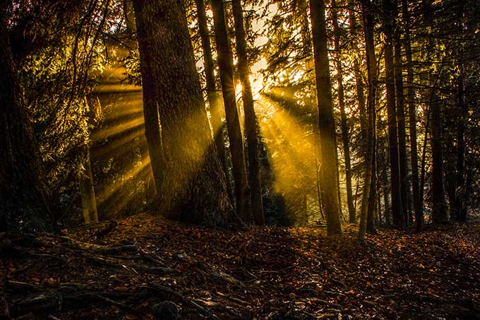 Wald im Gegenlicht - Foto: NABU/T. Gmeiner
