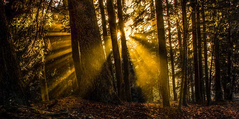 Wald im Gegenlicht - Foto: NABU/T. Gmeiner
