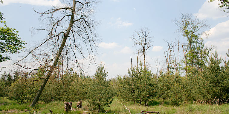 Geschädigter Eichenwald mit Kiefernjungwuchs - Foto: Helge May