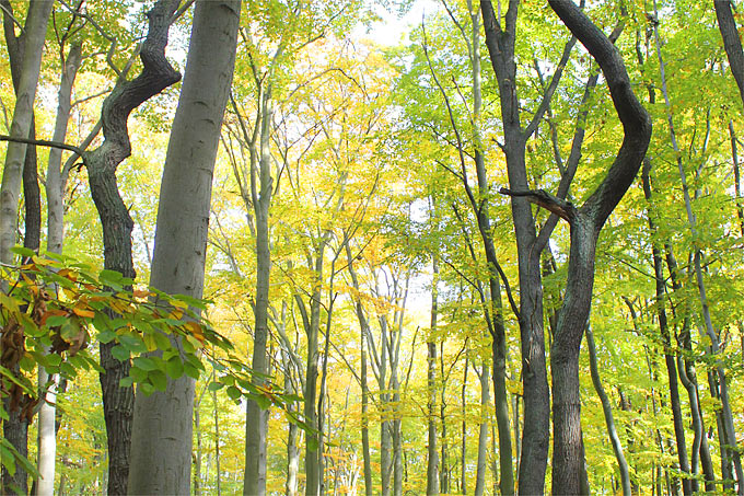 Herbstlicher Buchen-Eichen-Wald - Foto: Helge May