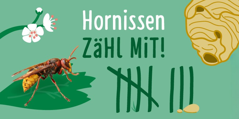 Thilo Bruder, Martina Möllenkamp/NABU-naturgucker.de