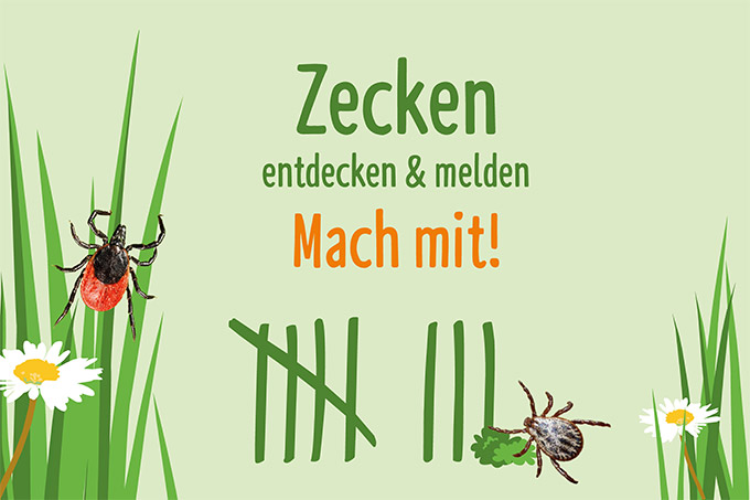 Zecken melden - Grafik: Elisa Klaffus