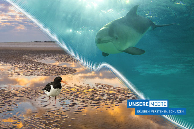 Unsere Meere - Fotos: Nordsee (links): Traveller_Martin, Kathy Büscher; Ostsee (rechts): NABU/Christoph Kasulke; Grafik: VAN SAND 