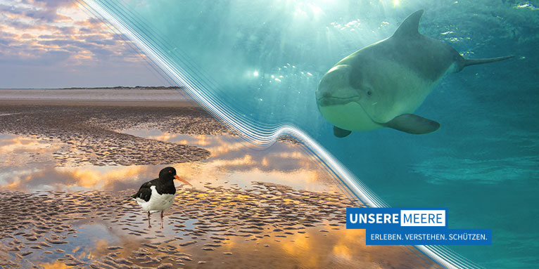 Unsere Meere - Fotos: Nordsee (links): Traveller_Martin, Kathy Büscher; Ostsee (rechts): NABU/Christoph Kasulke; Grafik: VAN SAND