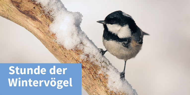 Stunde der Wintervögel - Foto: Frank Derer