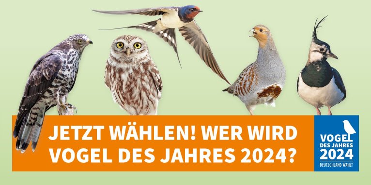 Vogel des Jahres 2024 - Fotos (v.l.n.r.): Marcus Bosch, M. Schäf, M. Schäf, Willi Rolfes, Hans Clausen/LBV.