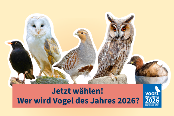 Amsel: Frank Derer; Schleiereule: Christoph Bosch; Rebhuhn: Willi Rolfes; Waldohreule: Ondrej Prosicky/BIA; Zwergtaucher: Frank Derer