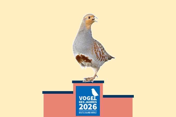 Vogel des Jahres 2026 - Foto: Willi Rolfes