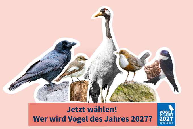 Die Kandidaten für den Vogel des Jahres 2027 - Fotos: Leander Khil (Kolkrabe), BIA/Walter Soestbergen (Trauerschnäpper), BIA/Mario Suarez Porras (Kranich), Frank Derer (Wasseramsel), Dr. Christoph Moning (Mehlschwalbe)