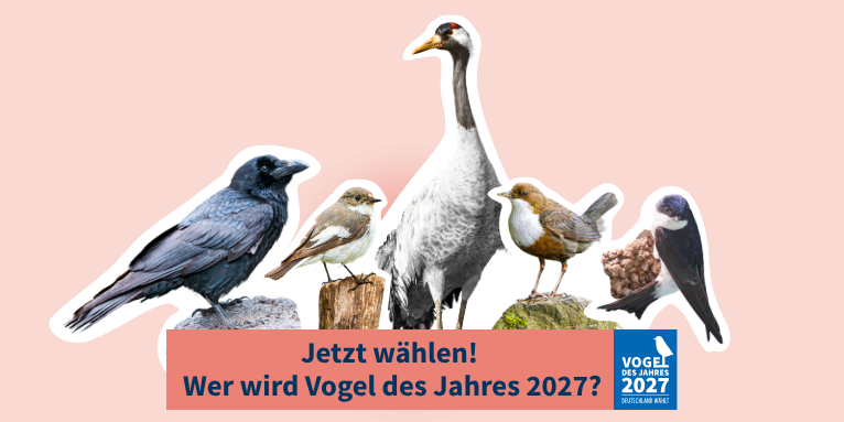 Banner "Vogel des Jahres" 2027 - Fotos: (v. l. n. r.)  Leander Khil (Kolkrabe), BIA/ Walter Soestbergen (Trauerschnäpper), BIA/Mario Suarez Porras (Kranich), Frank Derer (Wasseramsel), Dr. Christoph Moning (Mehlschwalbe)
