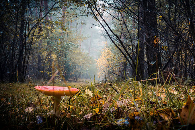 Pilz im Wald - Foto: Anja Poker
