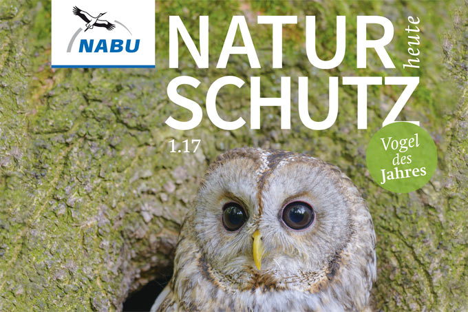 Titelbild „Naturschutz heute“ 1/17 - Waldkauzfoto: Christoph Bosch