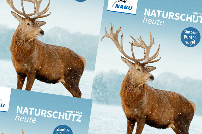 Cover „Naturschutz heute“, Ausgabe 4/21 – Foto Rothirsch: Christian Hütter/Picture Alliance/imageBroker