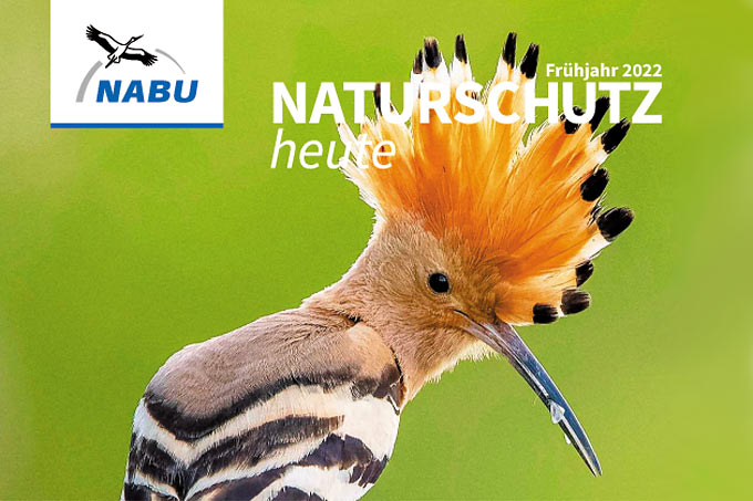 Cover „Naturschutz heute“, Ausgabe 1/22 – Foto Wiedehopf: Paul Gläser