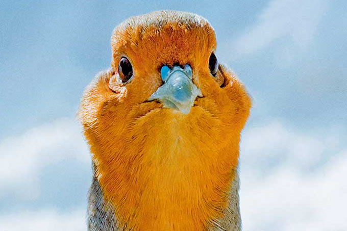 Cover „Naturschutz heute“, Ausgabe 4/25 – Foto Rebhuhn: A. Martiny/Wildlife/Picture Alliance