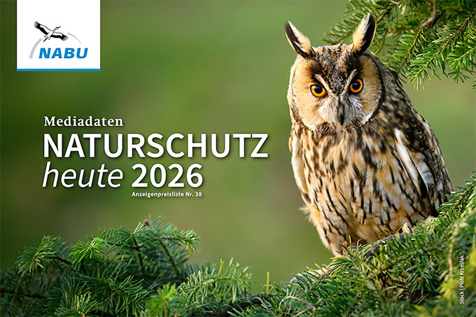 Mediadaten „Naturschutz heute“ 2026 - Foto Waldohreule: Adobe Stock/Piotr Kzeslak