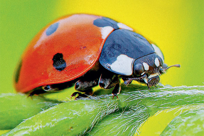 Cover „Naturschutz heute“, Ausgabe 1/26 – Foto Marienkäfer: picture alliance/blickwinkel/Manfred Kühn