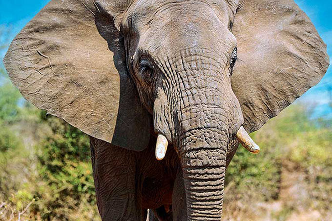 Cover „Naturschutz heute“, Ausgabe 2/26 – Foto Elefant: Picture Alliance/Zoonar/Wibke Woyke
