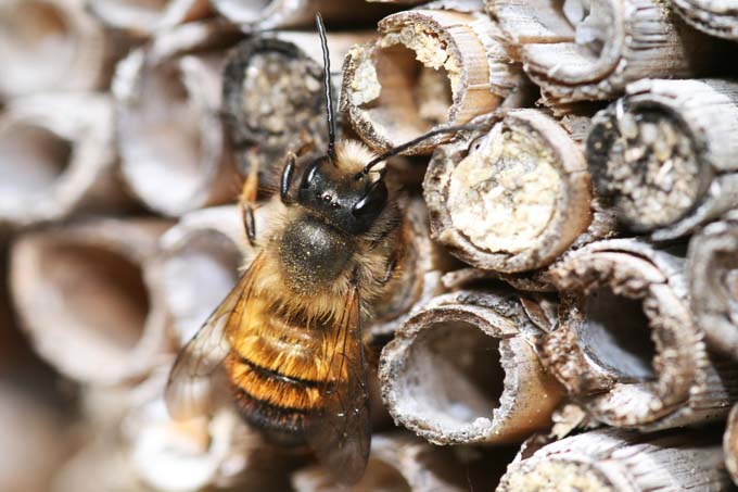 Wildbiene auf Nisthilfe - Foto: Dennis Wolter