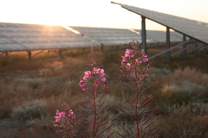 Echte Unabhängigkeit schaffen nur naturverträgliche erneuerbare Energien - wie Solarstrom - Foto: NABU/Eric Neuling