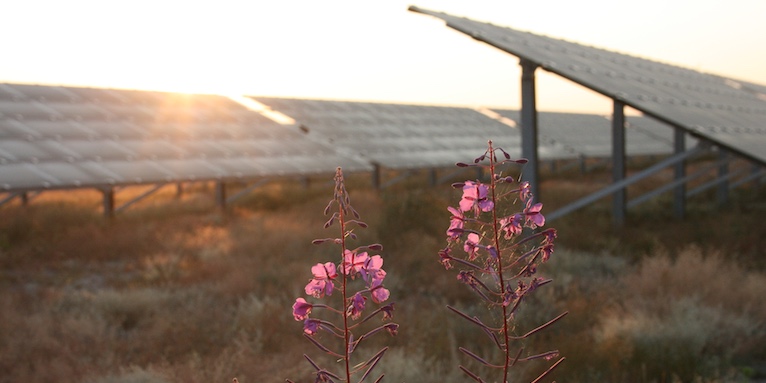 Blühendes Weidenröschen vor einer Photovoltaikanlage - Foto: NABU/Eric Neuling