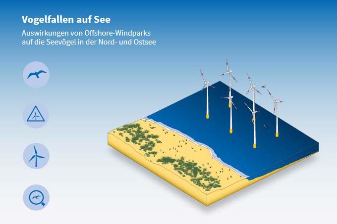 Auswirkungen von Windparks auf Seevögel in der Nord- und Ostsee - Grafik: Van Sand