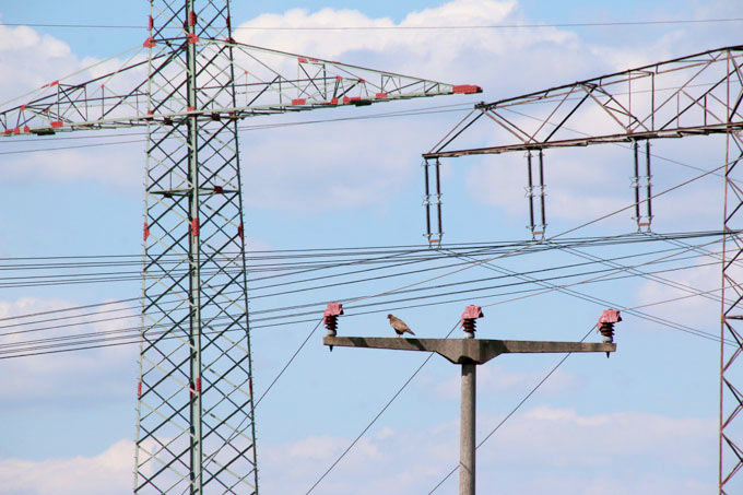 Vogelsicherer Mittelspannungsmast - Foto: NABU/Eric Neuling