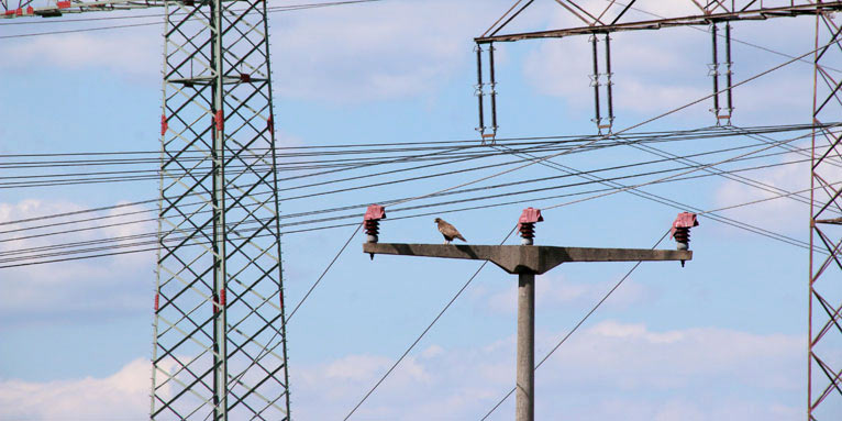 Vogelsicherer Mittelspannungsmast - Foto: NABU/Eric Neuling