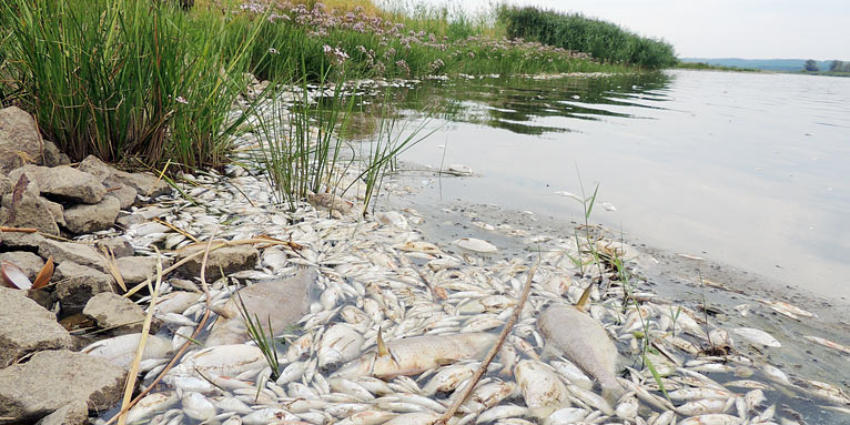 Fischsterben in der Oder - Foto: Roland Schulz